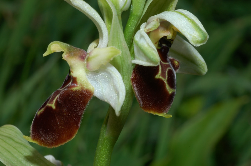 Le orchidee selvatiche spontanee di Ostia